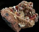 Large Vanadinite Crystals on Matrix - Morocco #42203-2